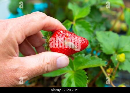 Nahaufnahme von Erdbeeren, die von Slug, kent, uk Garden, gefressen wurden Stockfoto