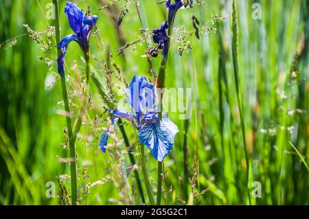 Wilde Form der sibirischen Iris., Iris sibirica. Eine gefährdete Art in Deutschland. Stockfoto