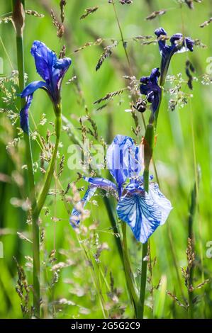 Wilde Form der sibirischen Iris., Iris sibirica. Eine gefährdete Art in Deutschland. Stockfoto