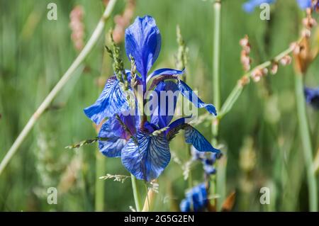 Wilde Form der sibirischen Iris., Iris sibirica. Eine gefährdete Art in Deutschland. Stockfoto