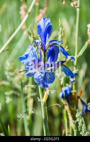 Wilde Form der sibirischen Iris., Iris sibirica. Eine gefährdete Art in Deutschland. Stockfoto