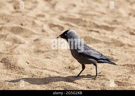 Jackdaw aus nächster Nähe am Sandstrand Stockfoto