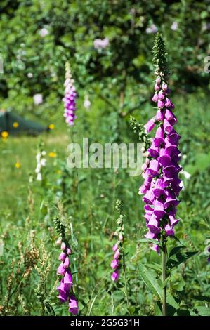 Mehrere Blütenstände des roten Fuchshandschuhs auf der wilden Wiese im Garten Stockfoto
