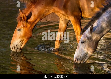 Evening Quench - Wilde Pferde genießen nach einem heißen Tag einen Drink am unteren Salt River. Tonto National Forest, Mesa, Arizona, USA Stockfoto