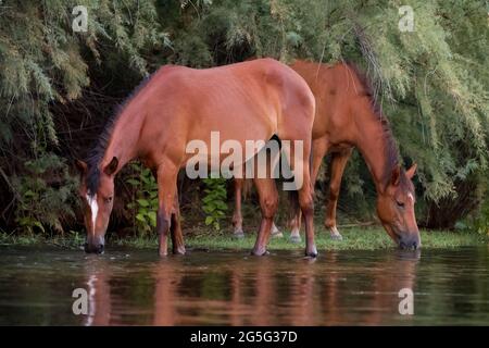 Drink With A Friend - Wilde Pferde Genießen Sie nach einem langen, heißen Tag auf der Weide eine Erfrischung. Lower Salt River, Tonto National Forest, Mesa, Arizona, USA Stockfoto