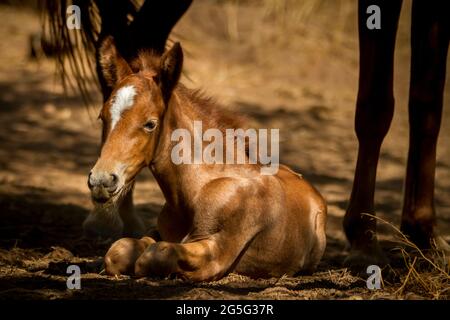 Sanctuary - EIN wildes Fohlen wird im Schatten seiner Mutter getröstet. Tonto National Forest, Mesa, Arizona, USA Stockfoto