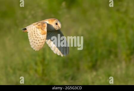 Eine wilde Scheune Owl (Tyto alba) im Flug, Norfolk Stockfoto