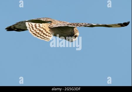 Kurzohreule (ASIO flammeus) schwebt über Beute, North Uist, Äußere Hebriden, Schottland Stockfoto