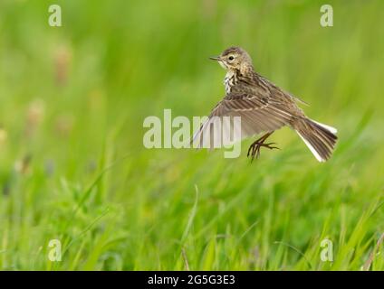 Meadow Pipit (Anthus pratensis) verlässt den Boden, um seinen Liedflug zu beginnen, North Uist, Äußere Hebriden, Schottland Stockfoto