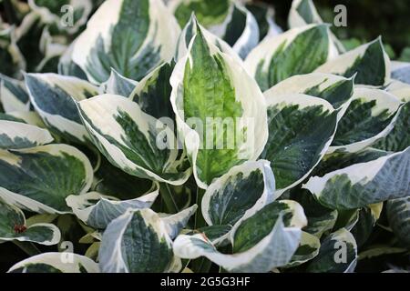 Blühende Platanen-Lilie, Hosta, Blätter unbekannter Arten und Varietät mit dunkelgrünen und hellgrünen Zentren und weißen Rändern mit dunklem Backgroun Stockfoto