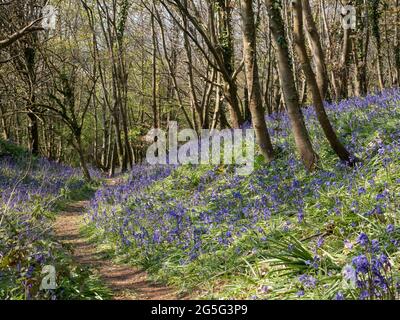 Ein Pfad Pfad Wanderweg Versuch läuft Klettern steigt durch Englisch bluebell Wald Wald Wald Wald sonnig gedappelt Licht Satz von drei Bäumen auf der rechten Seite Stockfoto