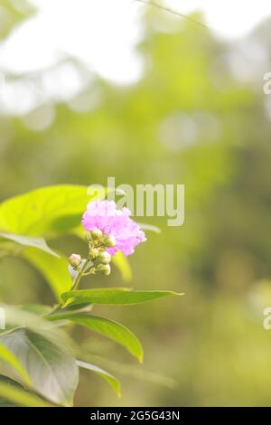 Schöne violette Blume von Lagerstroemia speciosa (riesige Krabbenmyrte, Königinnenrasenmyrte, Banaba-Pflanze für die Philippinen Stockfoto