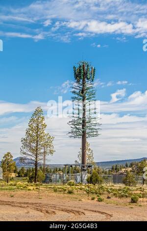 Handy-Handy-Turm verkleidet als Kiefernbaum in den Bergen der USA mit schlammigen Spuren im Vordergrund Stockfoto