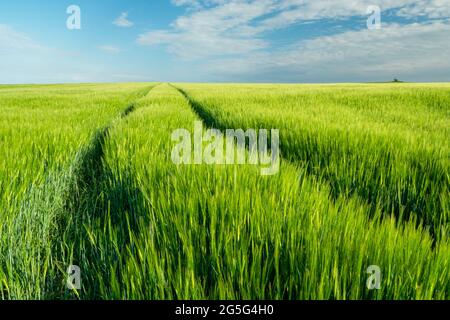 Spuren in einem grünen Gerstenfeld und blauem Himmel, Staw, Lubelskie, Polen Stockfoto