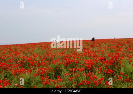 Spektakuläre Mohnfeldanzeige. Stockfoto