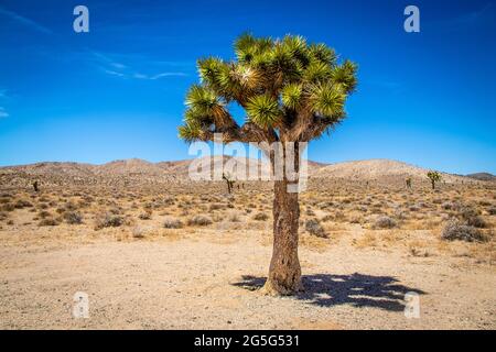 Joshua Tree im Death Valley Oklahoma mit Sageburten und Wüstenhügeln und anderen Bäumen in der Ferne. Stockfoto
