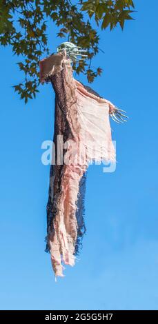 Gruselskelett - Gespenst am Himmel vor Blättern für Halloween Stockfoto