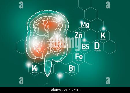 Essentielle Nährstoffe für die Darmgesundheit einschließlich Kalium, Ferrum, Magnesium, Vitamin D. Design-Set der wichtigsten menschlichen Organe mit Vitaminen Stockfoto