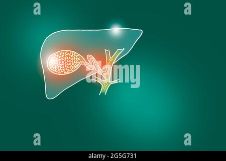 Von Hand gezeichnete Illustration der menschlichen Gallenblase auf tiefgrünem Hintergrund. Medizin, Wissenschaftsset mit menschlichen Hauptorganen mit leerem Kopierraum für Text Stockfoto