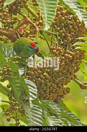 Blaukehliger Barbet (Megalaima asiatica davisoni) Erwachsener, der sich im Obstbaum Kaeng Krachan NP, Thailand, ernährt November Stockfoto