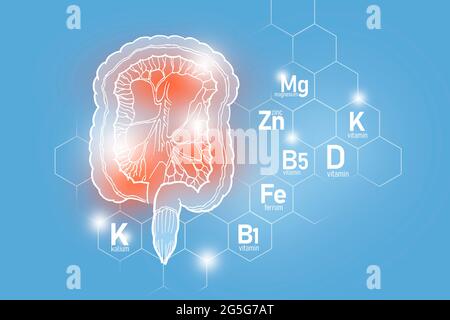 Essentielle Nährstoffe für die Darmgesundheit einschließlich Kalium, Ferrum, Magnesium, Vitamin D. Design-Set der wichtigsten menschlichen Organe mit molekularem Gitter Stockfoto