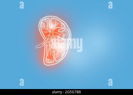 Von Hand gezeichnete Illustration der menschlichen Milz auf hellblauem Hintergrund. Medizin, Wissenschaftsset mit menschlichen Hauptorganen mit leerem Kopierraum für Text Stockfoto