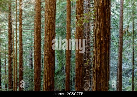 Redwood Forest im Muir Woods National Park, Mill Valley, Kalifornien, USA Stockfoto