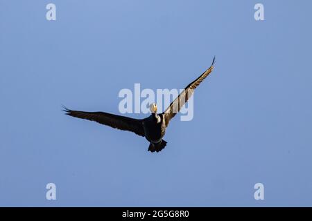 Nahaufnahme des niedlichen Kormorans mit Doppelkammgarnierung, der am Himmel in Nevada fliegt Stockfoto