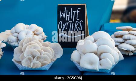 Weiße Austernpilze, die auf einer hübschen blauen Tischdecke auf dem Bauernmarkt zum Verkauf angeboten werden Stockfoto