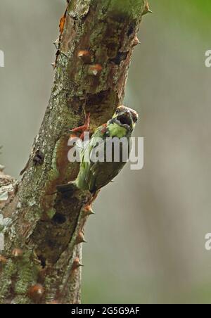 Coppersmith Barbet (Megalaima haemacephala indica) unreif, am Baumstamm festhaltend, Aushub Loch Kaeng Krachan, Thailand Mai Stockfoto