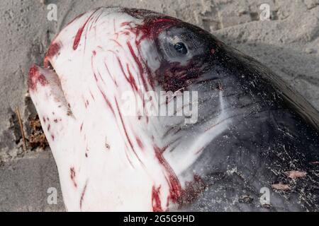 Nahaufnahme des Kopfes eines toten jungen Pygmäen-Spermawals (Kogia breviceps), der am Strand von Witsands in der Nähe von Misty Cliffs, Kap-Halbinsel, Südafrika, ausgewaschen wurde. Stockfoto