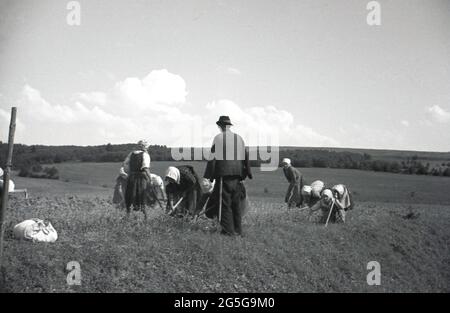 1930s, historische Landarbeiter, eine Gruppe von Frauen, die draußen auf einem Feld Hacken gruben, das Land jäten und von einem männlichen Vorarbeiter beaufsichtigt werden. Dieses Gebiet der Tschechoslowakei war bekannt und wurde zu dieser Zeit als Sudetenland bezeichnet, der historische deutsche Name für die nördlichen, südlichen und westlichen Grenzgebiete, die hauptsächlich von Sudetendeutschen bewohnt wurden. Stockfoto