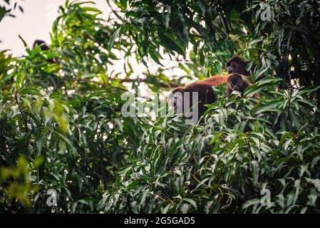 Familie von drei Brüllaffen, die im Dschungel an einem Baum hängen. Der Vater der Familie heult laut, während sein kleines Kalb in die Kamera starrt. Stockfoto