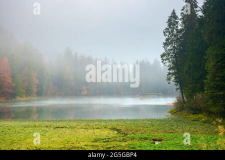 Neblige Morgenlandschaft auf dem See. Schöne Natur des Synevyr-Nationalparks im Herbst. Tannenwald am Ufer, der sich im Wasser spiegelt Stockfoto