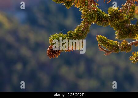 Rocky Mountain Bristlecone Pine (Pinus aristata)-Kegel im Bryce Canyon National Park, Utah Stockfoto