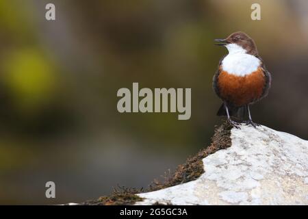 Ein singender erwachsener männlicher White-Throated Dipper (Cinclus cinclus) der britischen Rasse in den Yorkshire Dales, Großbritannien Stockfoto