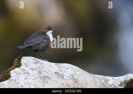 Ein erwachsener Dipper oder White-Throated Dipper (Cinclus cinclus) im Frühjahr im Yorkshire Dales National Park, Großbritannien Stockfoto