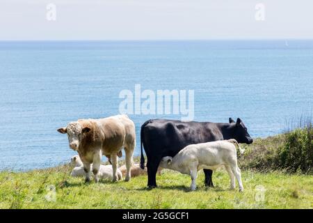 Castletownshend, Cork, Irland. Juni 2021. Ein Kalb lässt seinen Mutterstamm abklingen, während ein Ahnbulle in der Nähe auf einer Küstenfarm am Toe Head außerhalb von Castletownshend, Co. Cork, Irland, steht. - Credit; David Creedon / Alamy Live News Stockfoto