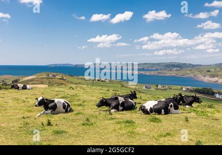 Forthill, Toe Head, Cork, Irland. Juni 2021. Ein sie von Friesern rast auf dem Gipfel von Forthill auf Toe Head, West Cork, Irland. - Credit; David Creedon / Alamy Live News Stockfoto