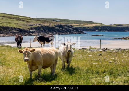 Toe Head, Cork, Irland. Juni 2021. Viehwanderwege am Strand von Lickowen am Toe Head, West Cork, Irland. - Credit; David Creedon / Alamy Live News Stockfoto