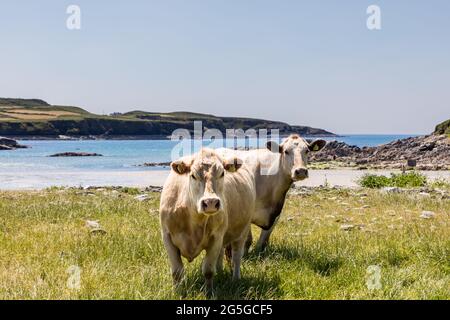 Toe Head, Cork, Irland. Juni 2021. Viehwanderwege am Strand von Lickowen am Toe Head, West Cork, Irland. - Credit; David Creedon / Alamy Live News Stockfoto