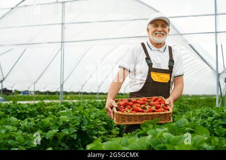 Positiver reifer Mann mit weißer Mütze und braunen Overalls, der Korb mit frischen Erdbeeren im Gewächshaus trägt. Bärtiger Gärtner, der reife Beeren auf dem Feld erntet. Stockfoto