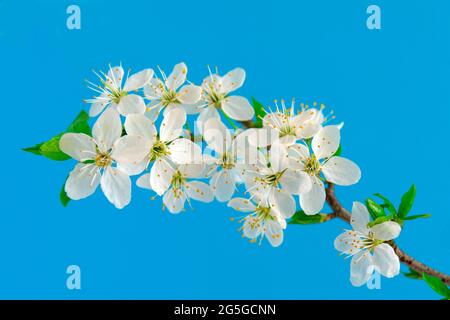 Kirschblüte am blauen Himmel Stockfoto