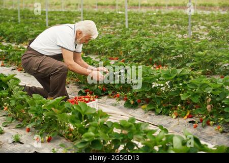 Senior hockender Mann in Uniform, der frische reife Erdbeeren auf dem Feld pflückt. Ernte von Bio-Beeren. Arbeitsprozess im Gewächshaus. Stockfoto