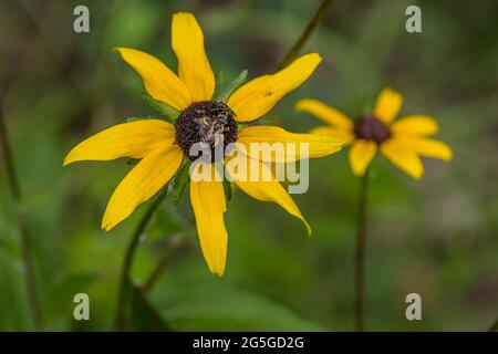 Zwei Bienen sammeln Pollen von einer gelben Konelblume auf dem Feld, die im Sommer nicht kultiviert wird Stockfoto