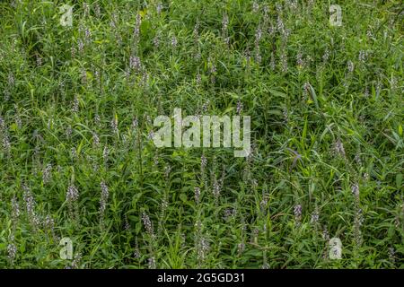 Amerikanischer Germander ist auch als Holzsalbei bekannt, der wild auf einem offenen Feld in den Wäldern wächst, mit kleinen weißen bis violetten Blüten auf dem hohen stacheligen Pl Stockfoto