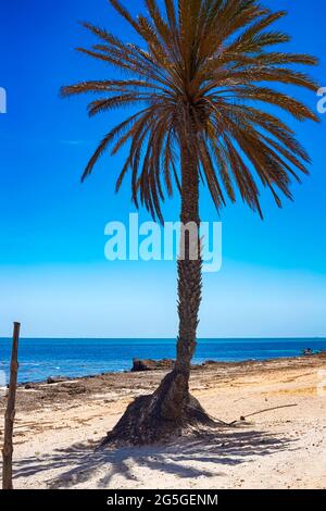 Ein schöner Blick auf die Mittelmeerküste mit Birkenwasser, einem Strand mit weißem Sand und einer grünen Palme. Stockfoto