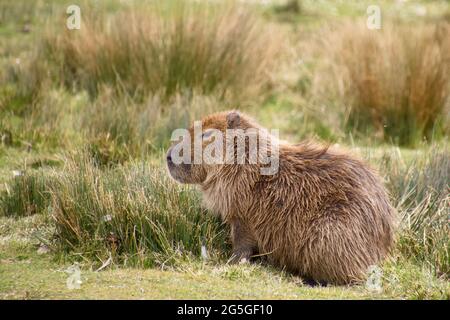 Capybara (Hydrochoerus hydrochaeris), im Knowsley Safari Park, Merseyside, Großbritannien Stockfoto