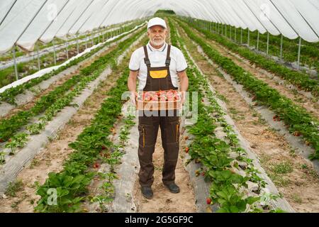 In voller Länge Porträt eines reifen Gärtners mit weißer Mütze und braunen Overalls, der den Korb voller frisch gepflückter Erdbeeren hält. Konzept von Menschen und Ernte. Stockfoto