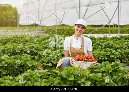 Vorderansicht einer lächelnden jungen Bäuerin in weißer Mütze und beigefarbener Schürze, die sitzt und einen Weidenkorb mit reifen großen roten Erdbeeren hält. Konzept der Prozessernte Erdbeeren. Stockfoto